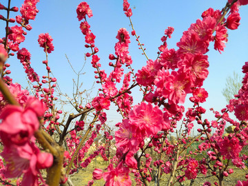 桃花盛開