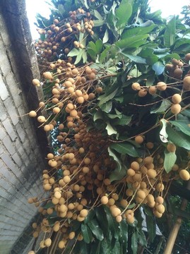 桂圓