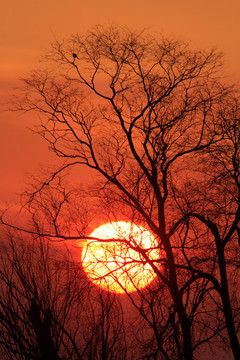夕陽(yáng)紅