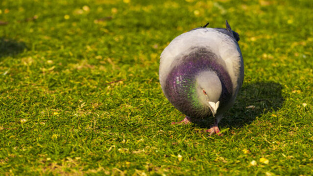 斑鳩