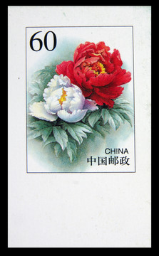 牡丹