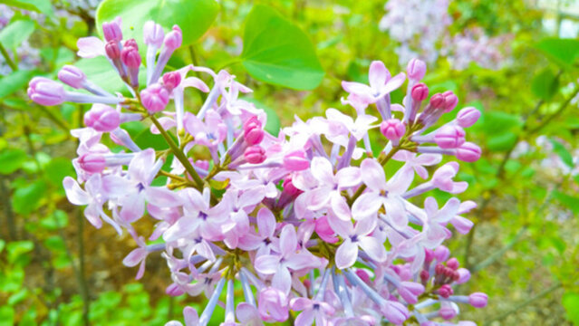 丁香花