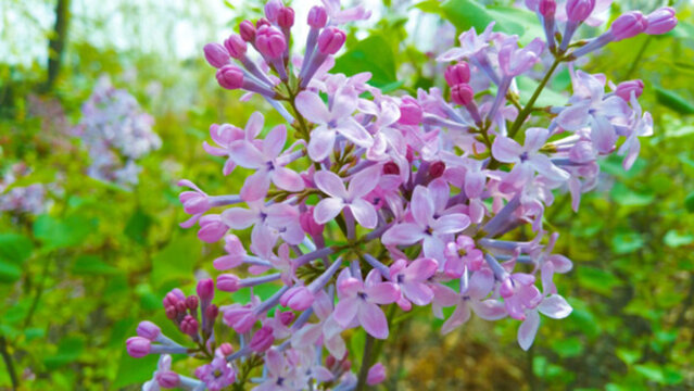 丁香花