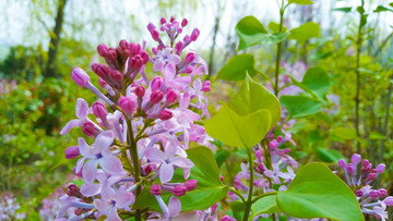 紫色丁香花