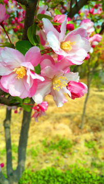 海棠花