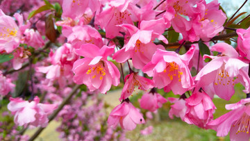櫻花園