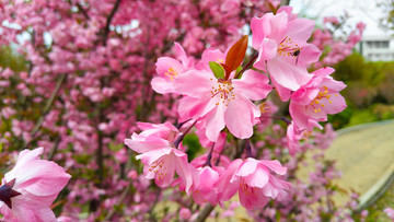櫻花