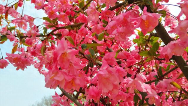 春天園林花卉