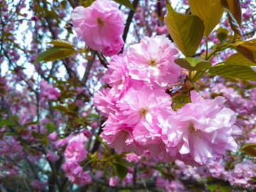 櫻花園