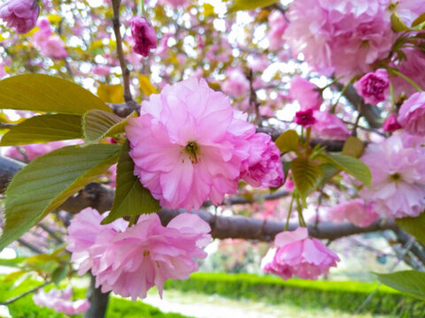 櫻花開