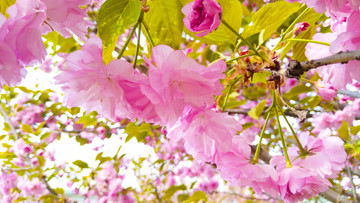 櫻花園