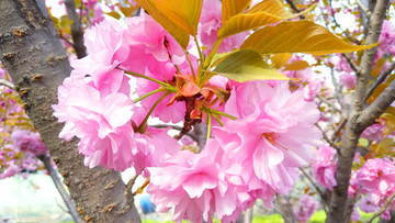 櫻花