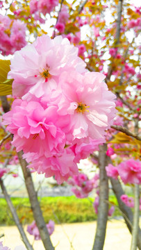 櫻花