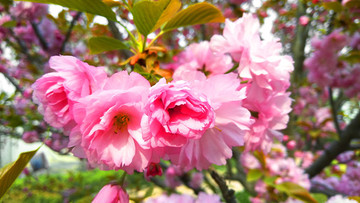 櫻花
