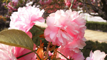 櫻花