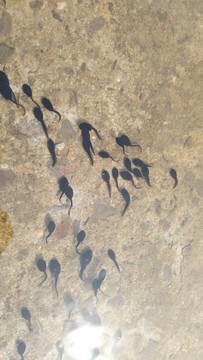 水中小蝌蚪