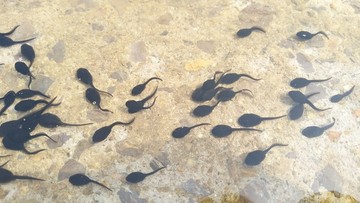 河邊蝌蚪