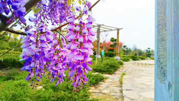 紫藤花