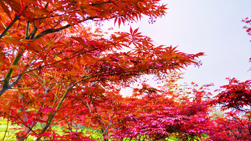 紅葉林