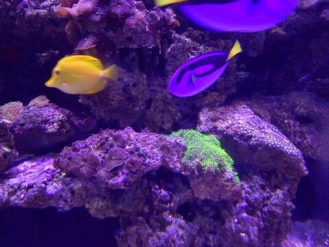 海洋世界
