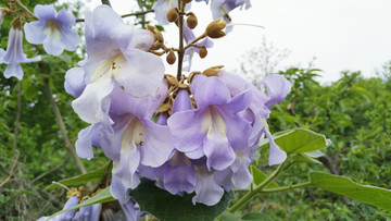 梧桐花