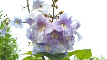 梧桐樹(shù)花