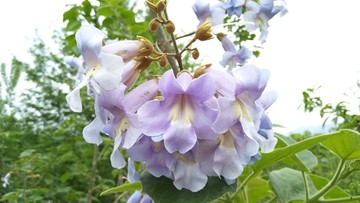 梧桐花