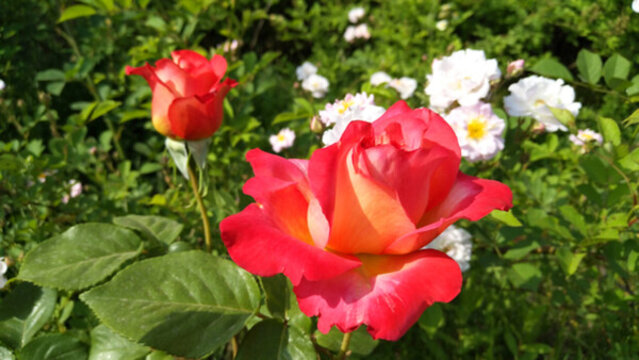 月季花