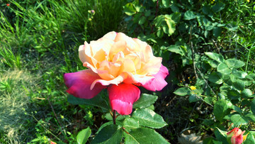 復(fù)色月季花