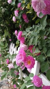 薔薇園