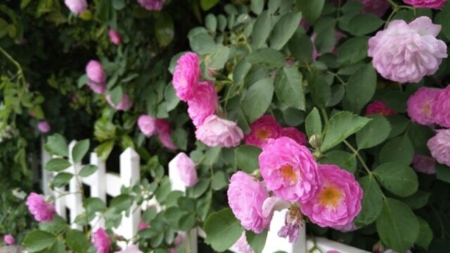薔薇