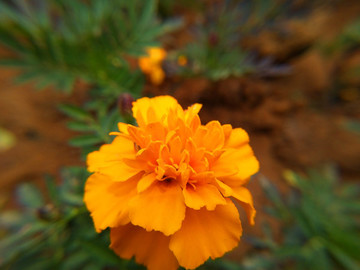 花草