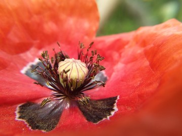 花蕊