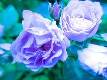 月季花