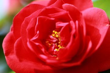 月季花