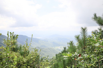 高山草場