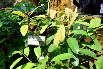 山枇杷香花枇杷