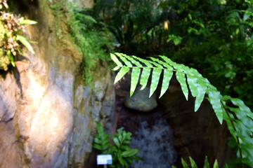 熱帶植物