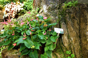 花燭