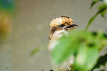笑翠鳥(niǎo)