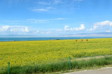 青海湖風(fēng)景