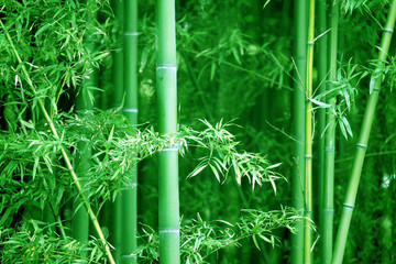 竹枝