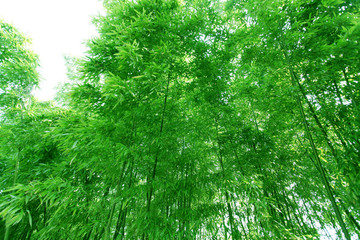 竹林