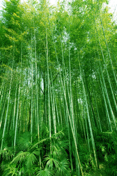 竹林