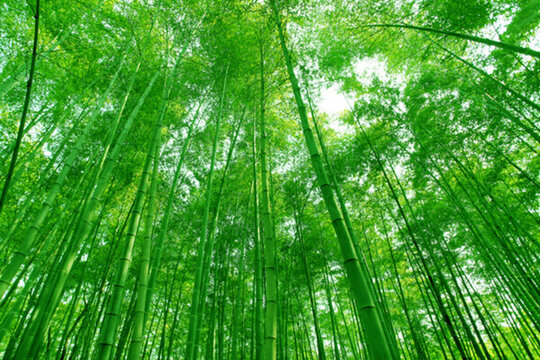 竹林