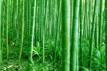 竹