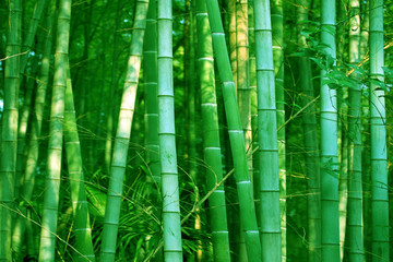 竹