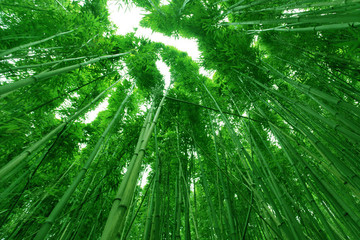 竹林