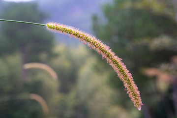 狗尾草