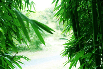 竹